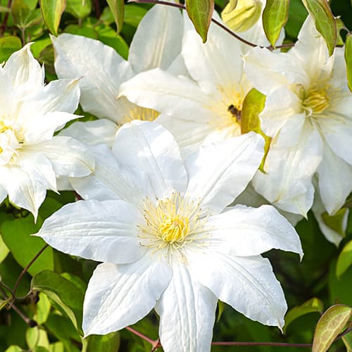 Clematis (Clematis) Lemon Chiffo, P9 interface.art foto 1 Clematis (Clematis) Lemon Chiffo, P9 interface.image 1 interface.art 4120