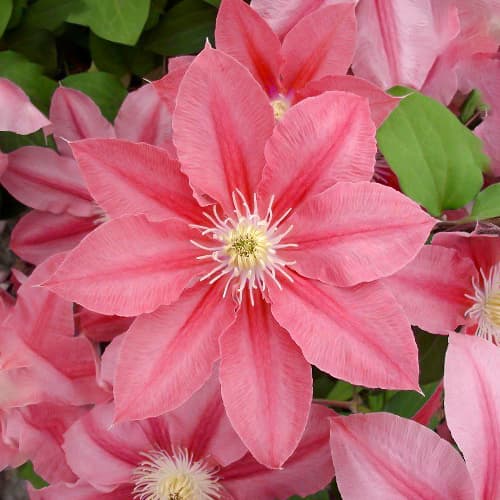Clematis (Clematis) Little Mermaid, P9 interface.art foto 1 Clematis (Clematis) Little Mermaid, P9 interface.image 1 interface.art 1557
