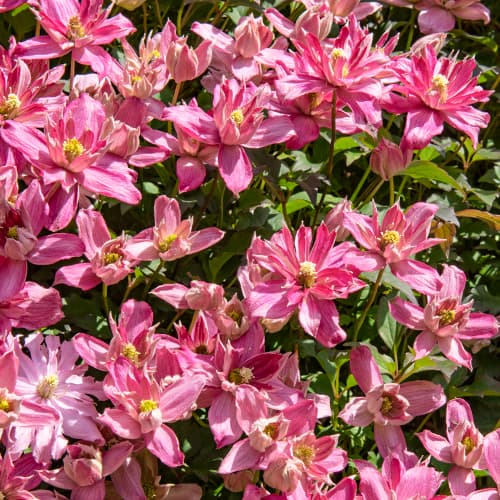 Clematis (Clematis) Montana Broughton Star, P9 interface.art foto 1 Clematis (Clematis) Montana Broughton Star, P9 interface.image 1 interface.art 5652