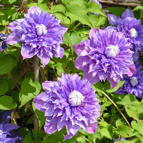 Clematis (Clematis) Multi Blue, P9 interface.art foto 1 Clematis (Clematis) Multi Blue, P9 interface.image 1 interface.art 9050
