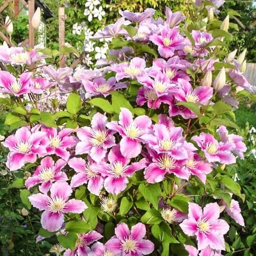 Clematis (Clematis) Piilu, P9 interface.art foto 1 Clematis (Clematis) Piilu, P9 interface.image 1 interface.art 9583