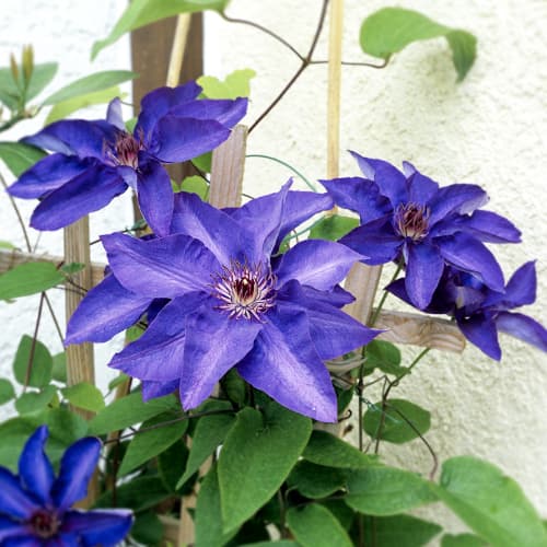 Clematis (Clematis) Presidente, P9 interface.art foto 1 Clematis (Clematis) Presidente, P9 interface.image 1 interface.art 9056