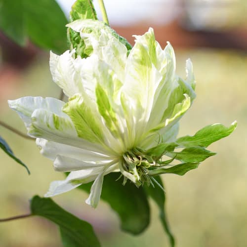 Clematis (Clematis) Sen-No-Kaze, P9 interface.art foto 1 Clematis (Clematis) Sen-No-Kaze, P9 interface.image 1 interface.art 5654