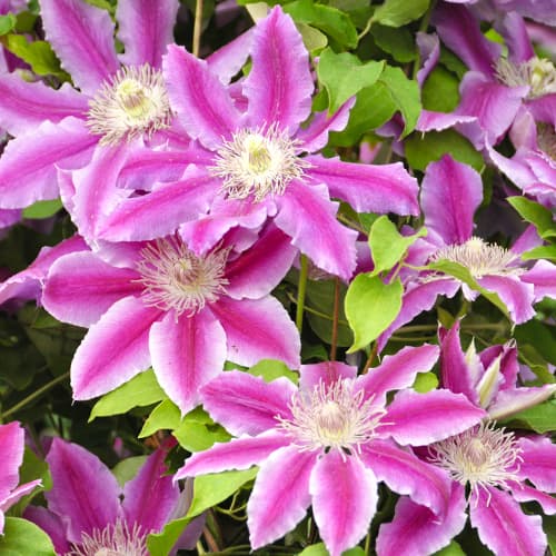 Clematite (Clematis) Tudor, P9 interface.art foto 1 Clematite (Clematis) Tudor, P9 interface.image 1 interface.art 9058