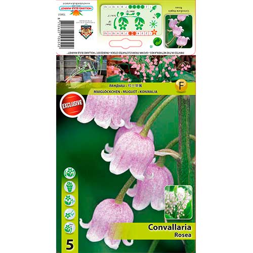 Convallaria Majalis Rosea interface.art foto 1 Convallaria Majalis Rosea interface.image 1 interface.art 76201