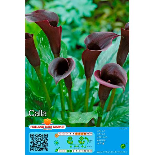 Copo-de-leite Black interface.art foto 1 Copo-de-leite Black interface.image 1 interface.art 76395