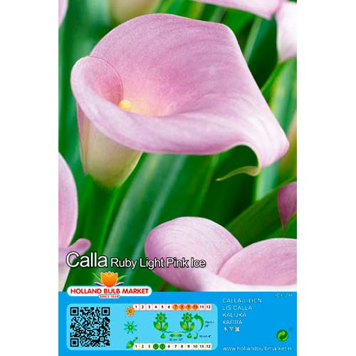 Copo-de-leite Pink interface.art foto 1 Copo-de-leite Pink interface.image 1 interface.art 76397
