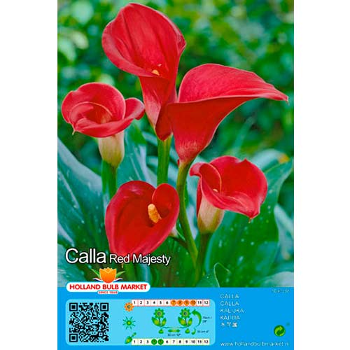 Copo-de-leite Red interface.art foto 1 Copo-de-leite Red interface.image 1 interface.art 76398