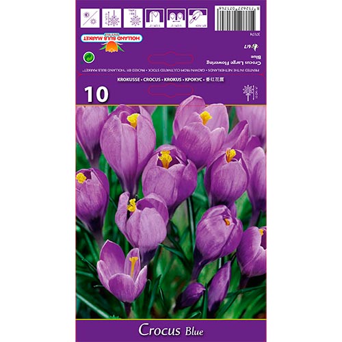 Crocus Blue interface.art foto 1 Crocus Blue interface.image 1 interface.art 67615