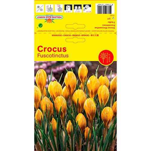 Crocus Fuscontinctus interface.art foto 1 Crocus Fuscontinctus interface.image 1 interface.art 67539