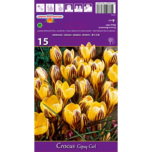 Crocus Gipsy Girl interface.art foto 1 Crocus Gipsy Girl interface.image 1 interface.art 67617