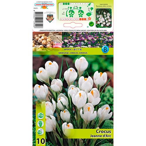 Crocus Jeanne d'Arc interface.art foto 1 Crocus Jeanne d'Arc interface.image 1 interface.art 67332