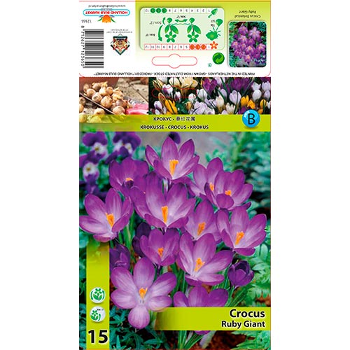 Crocus Ruby Giant interface.art foto 1 Crocus Ruby Giant interface.image 1 interface.art 67338