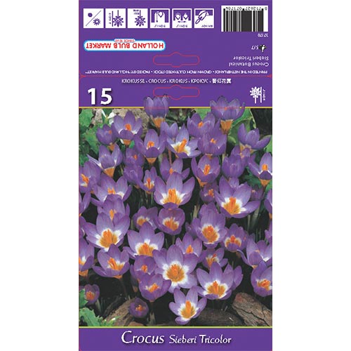 Crocus Sieberi Tricolor interface.art foto 1 Crocus Sieberi Tricolor interface.image 1 interface.art 67620