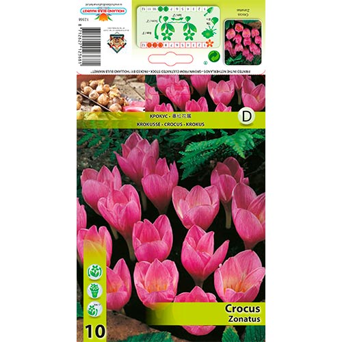 Crocus Zonatus interface.art foto 1 Crocus Zonatus interface.image 1 interface.art 67345
