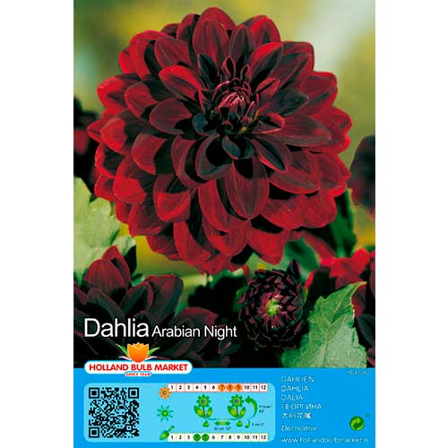 Dáhlia Arabian Night interface.art foto 1 Dáhlia Arabian Night interface.image 1 interface.art 76407