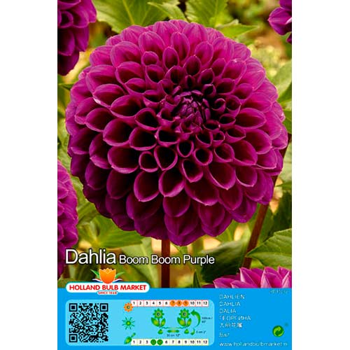 Dáhlia Boom Boom Purple interface.art foto 1 Dáhlia Boom Boom Purple interface.image 1 interface.art 76409