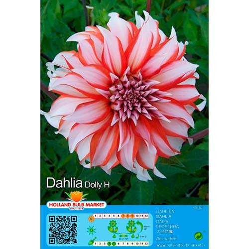Dáhlia Dolly H interface.art foto 1 Dáhlia Dolly H interface.image 1 interface.art 76416