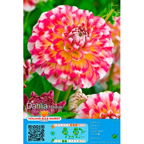 Dáhlia Hawaii interface.art foto 1 Dáhlia Hawaii interface.image 1 interface.art 76419
