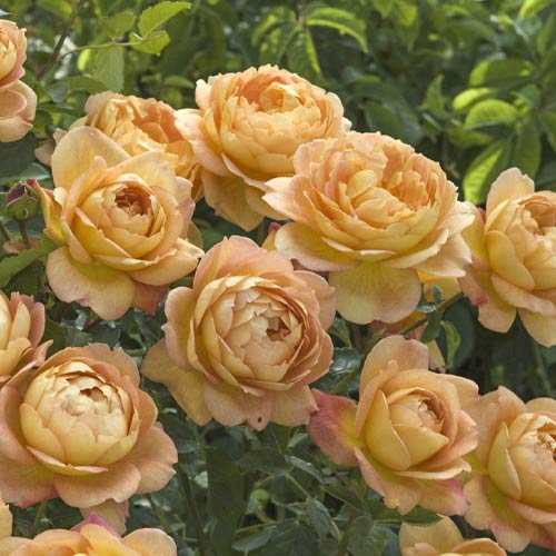 English Rose Lady of Shalott®, C5 interface.art foto 1 English Rose Lady of Shalott®, C5 interface.image 1 interface.art 6139