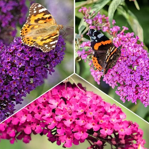 Conjunto Buddleia, 3 mudas interface.image 1 interface.art 2032