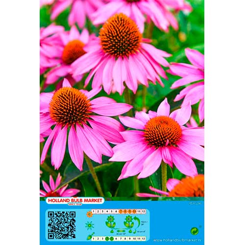 Equinácea Pink interface.art foto 1 Equinácea Pink interface.image 1 interface.art 76435