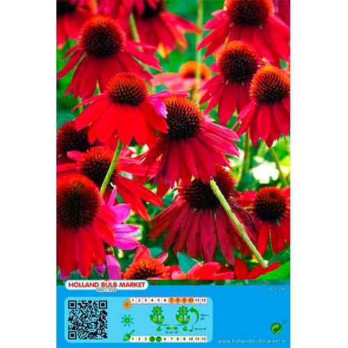 Equinácea Red interface.art foto 1 Equinácea Red interface.image 1 interface.art 76436