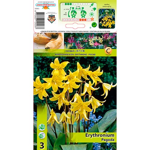 Erythronium (Nenúfar da truta) Pagoda interface.art foto 1 Erythronium (Nenúfar da truta) Pagoda interface.image 1 interface.art 67350