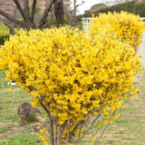 Lynwood Gold Forsythia, P9 interface.art foto 1 Lynwood Gold Forsythia, P9 interface.image 1 interface.art 9104