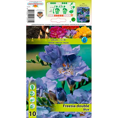 Freesia Double Blue interface.art foto 1 Freesia Double Blue interface.image 1 interface.art 76234