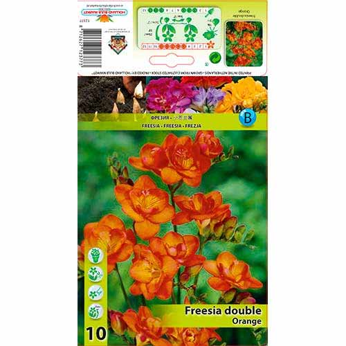 Freesia Double Orange interface.art foto 1 Freesia Double Orange interface.image 1 interface.art 76236