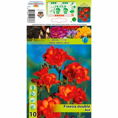 Freesia Double Red interface.art foto 1 Freesia Double Red interface.image 1 interface.art 76238