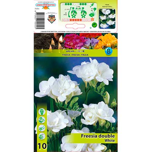 Freesia Double White interface.art foto 1 Freesia Double White interface.image 1 interface.art 76239