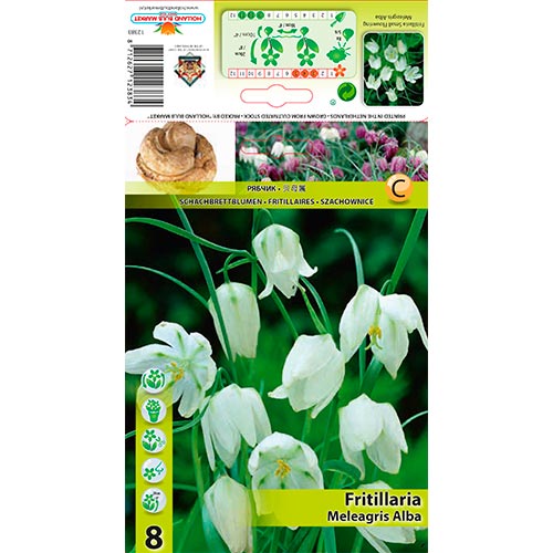 Fritillaria Meleagris Alba interface.art foto 1 Fritillaria Meleagris Alba interface.image 1 interface.art 70288