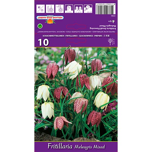 Fritillaria Meleagris Mixed interface.art foto 1 Fritillaria Meleagris Mixed interface.image 1 interface.art 68102