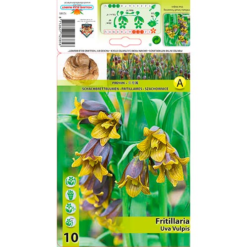 Fritillaria Uva Vulpis interface.art foto 1 Fritillaria Uva Vulpis interface.image 1 interface.art 70245