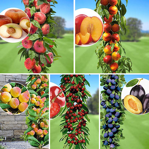 Frutos de verão, 5 mudas interface.art foto 1 Frutos de verão, 5 mudas interface.image 1 interface.art 1956