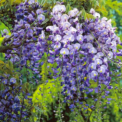 Gentiana Longwood Purple interface.art foto 1 Gentiana Longwood Purple interface.image 1 interface.art 8239
