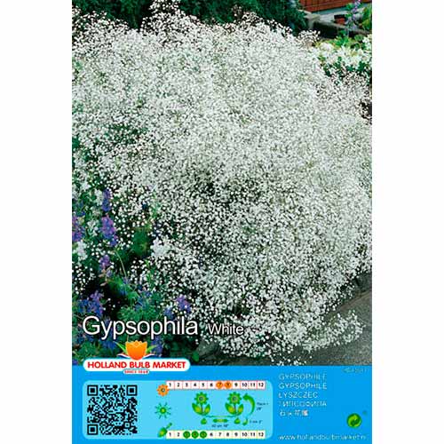 Gipsofila Panicul. White interface.art foto 1 Gipsofila Panicul. White interface.image 1 interface.art 76452
