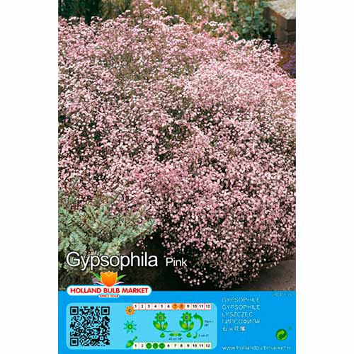 Gipsofila Paniculata Pink interface.art foto 1 Gipsofila Paniculata Pink interface.image 1 interface.art 76453