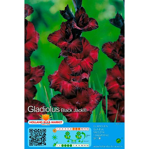 Gladíolo Black Jack interface.art foto 1 Gladíolo Black Jack interface.image 1 interface.art 70464