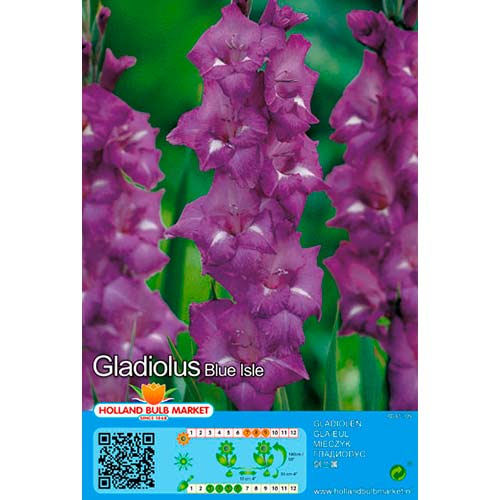 Gladíolo Blue Isle interface.art foto 1 Gladíolo Blue Isle interface.image 1 interface.art 76439