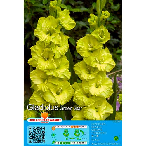 Gladíolo Green Star interface.art foto 1 Gladíolo Green Star interface.image 1 interface.art 76444