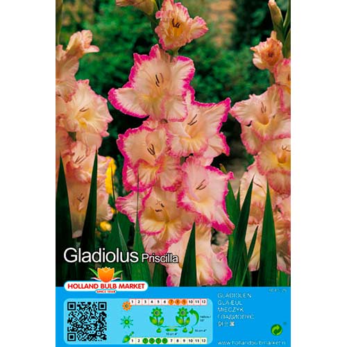 Gladíolo Priscilla interface.art foto 1 Gladíolo Priscilla interface.image 1 interface.art 76450