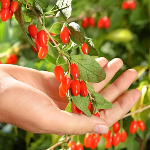 Goji berry coreano grande interface.art foto 1 Goji berry coreano grande interface.image 1 interface.art 9321