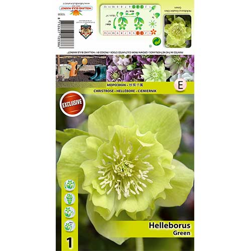 Helleborus Double Ellen Green interface.art foto 1 Helleborus Double Ellen Green interface.image 1 interface.art 70409