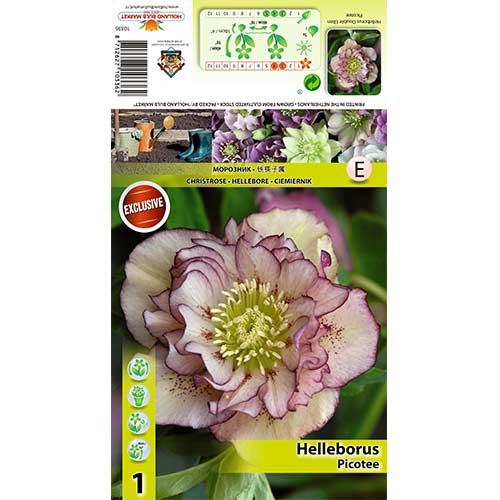 Helleborus Double Ellen Picotee interface.art foto 1 Helleborus Double Ellen Picotee interface.image 1 interface.art 70410