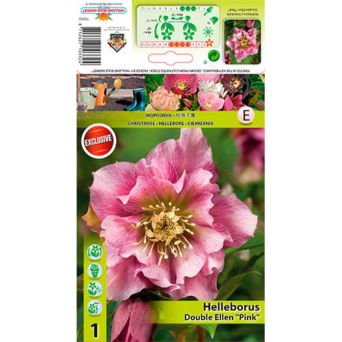 Helleborus Double Ellen Pink interface.art foto 1 Helleborus Double Ellen Pink interface.image 1 interface.art 76262