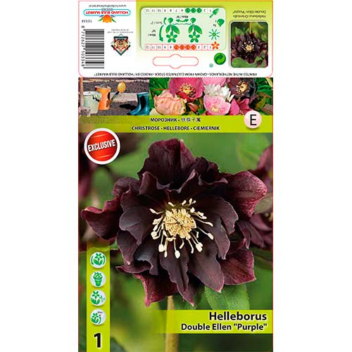 Helleborus Double Ellen Purple interface.art foto 1 Helleborus Double Ellen Purple interface.image 1 interface.art 76263