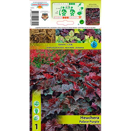 Heuchera Palace Purple interface.art foto 1 Heuchera Palace Purple interface.image 1 interface.art 76273